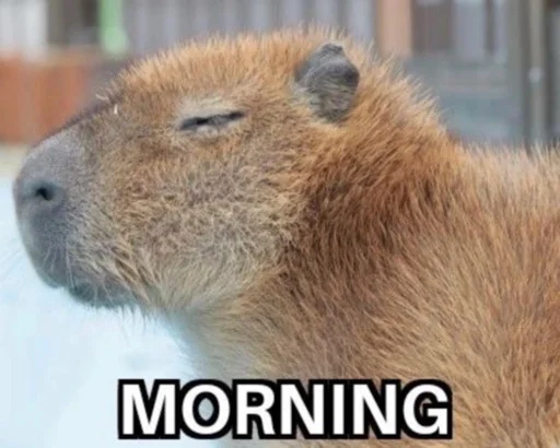 Стикер capybara 😴