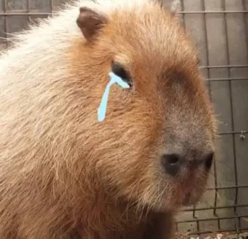 Стикер capybara 😥