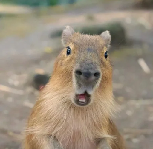 Стикер capybara 😱