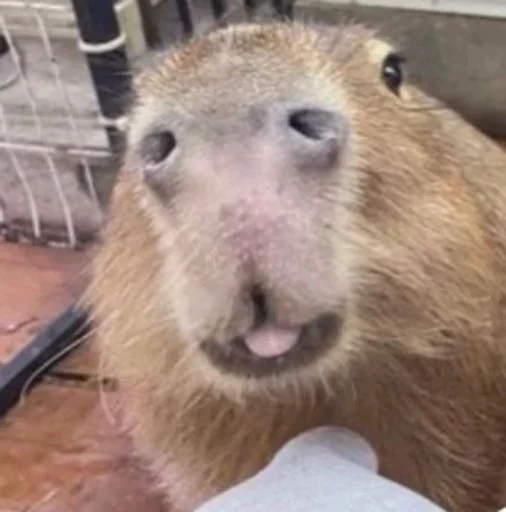 Стикер capybara 😋