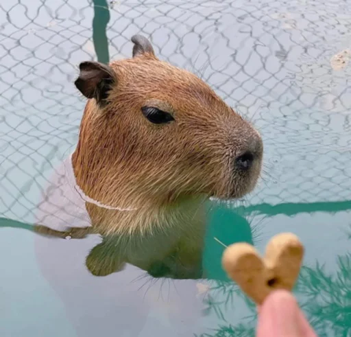 Стикер capybara ❤️