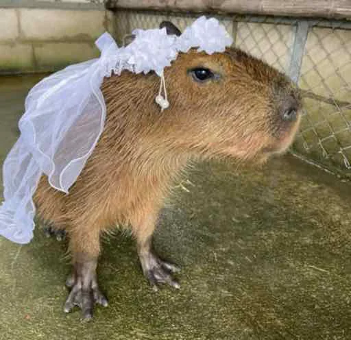 Стикер capybara 👰‍♀️