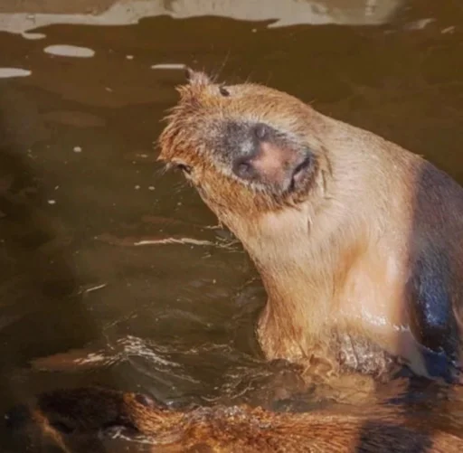 Стикер capybara 🤨