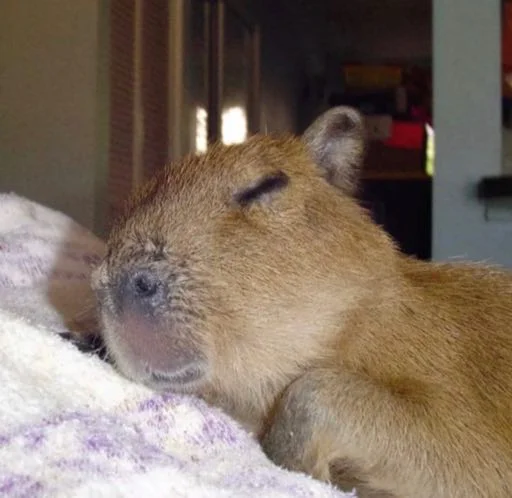 Стикер capybara 💤