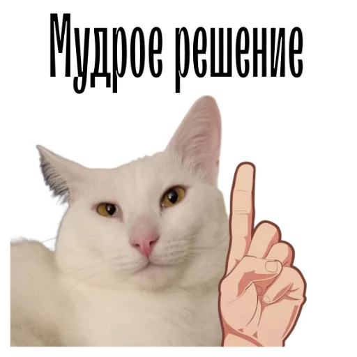 Telegram stiker «cat channel» ☝️