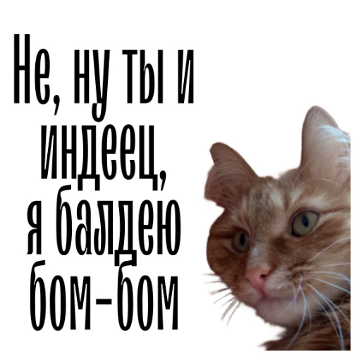 Telegram Sticker «cat channel» 😃