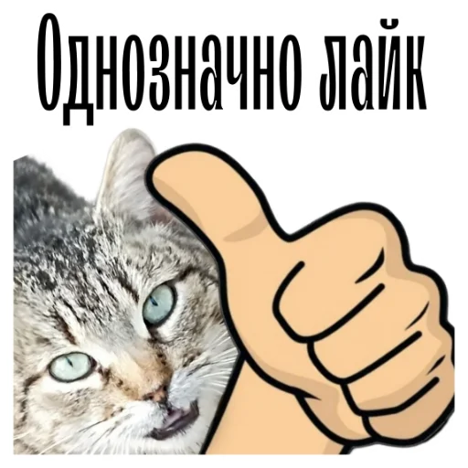 Telegram Sticker «cat channel» 👍