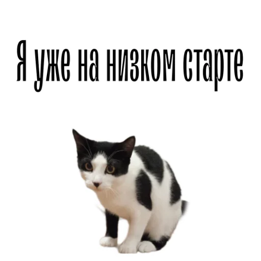 cat channel stiker 🏃‍♀