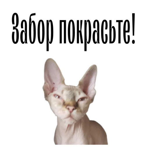 Telegram Sticker «cat channel» 👴