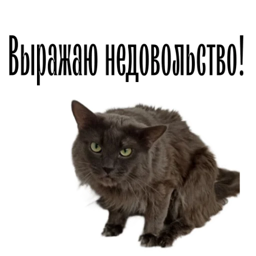 Стікер Telegram «cat channel» 🙅‍♀