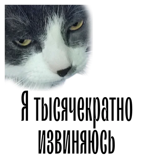 Стікер Telegram «cat channel» 😅