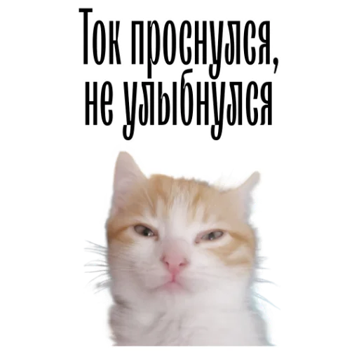 Стикер Telegram «cat channel» 😞