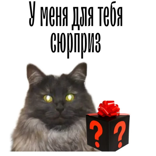 Telegram stiker «cat channel» 🎁