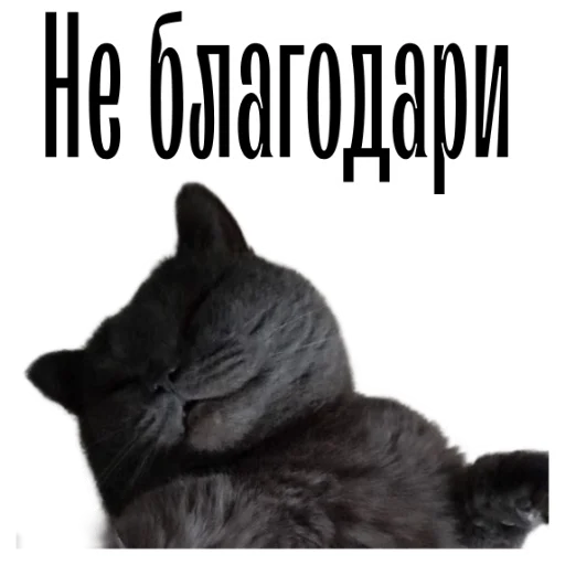 Telegram stiker «cat channel» 🤝