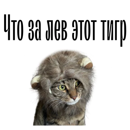 Стікер Telegram «cat channel» 😺