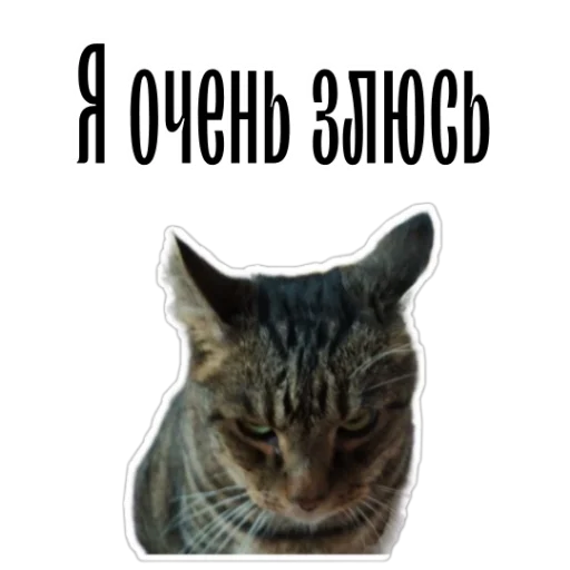 cat channel sticker 😾
