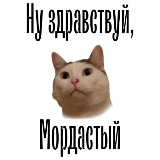 Telegram Sticker «cat channel» 👋