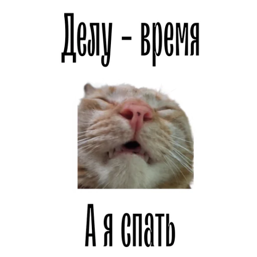 Telegram stiker «cat channel» 😴