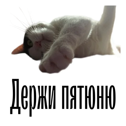 Telegram stiker «cat channel» 🖐