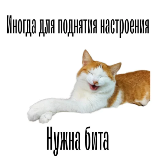 Telegram Sticker «cat channel» 🏏
