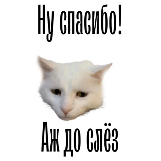 Telegram Sticker «cat channel» 😭