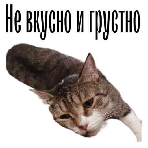 Стикер Telegram «cat channel» 🤢