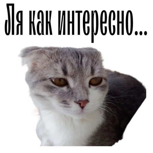 Telegram Sticker «cat channel» 🫷