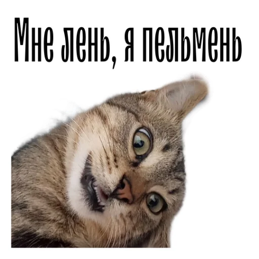 Telegram stiker «cat channel» 🫠