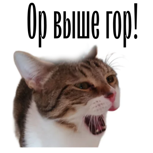 Стикер Telegram «cat channel» 😂