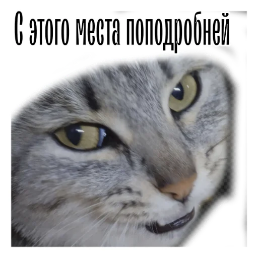 Telegram Sticker «cat channel» 😎