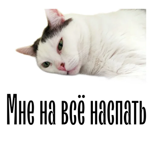Telegram Sticker «cat channel» 🥴