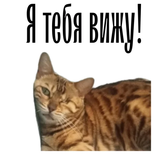 Стікер Telegram «cat channel» 🥸
