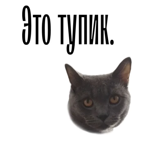 Стікер Telegram «cat channel» 😐