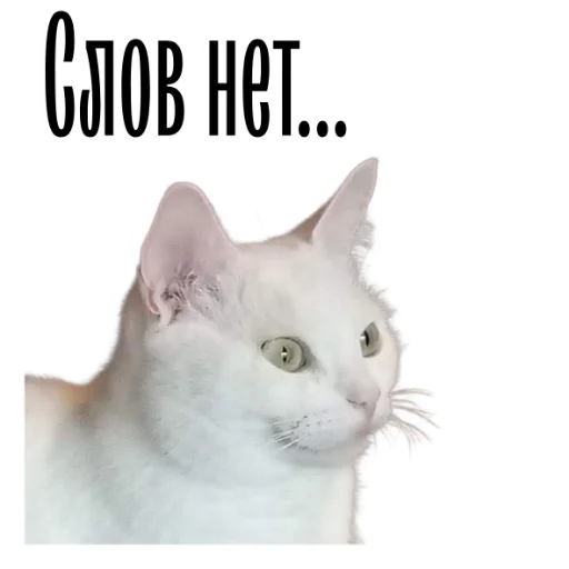 Telegram Sticker «cat channel» 🤭