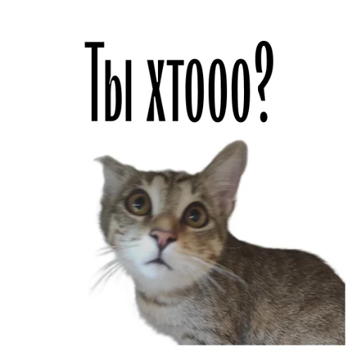 Telegram Sticker «cat channel» 😲