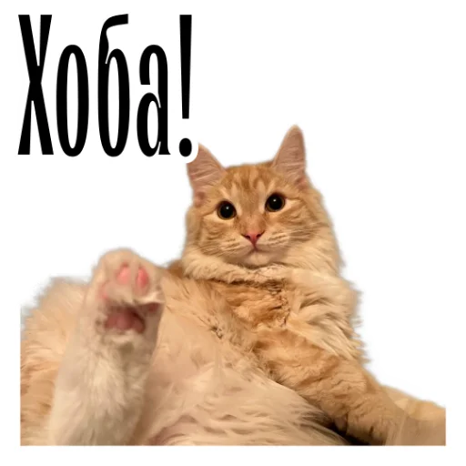 Telegram stiker «cat channel» 😆