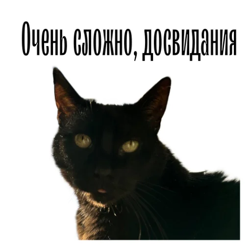 Стікер Telegram «cat channel» 🫡
