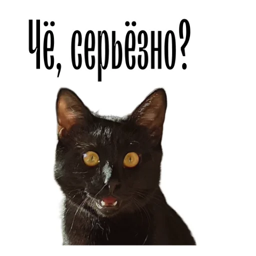 cat channel stiker 🤔
