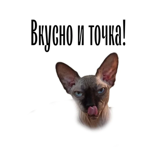 Telegram Sticker «cat channel» 😛