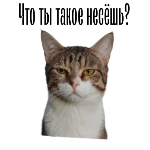 Стикер Telegram «cat channel» ⁉️