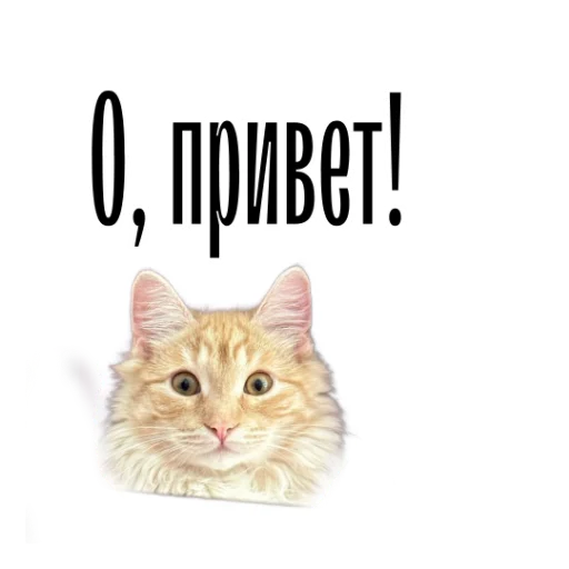 cat channel sticker 👋