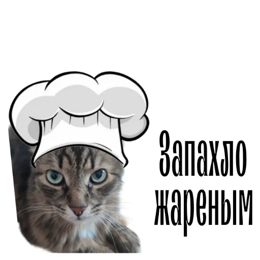 cat channel stiker 🤒