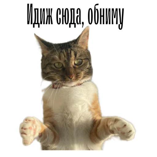 Telegram stiker «cat channel meow 2» 🤗