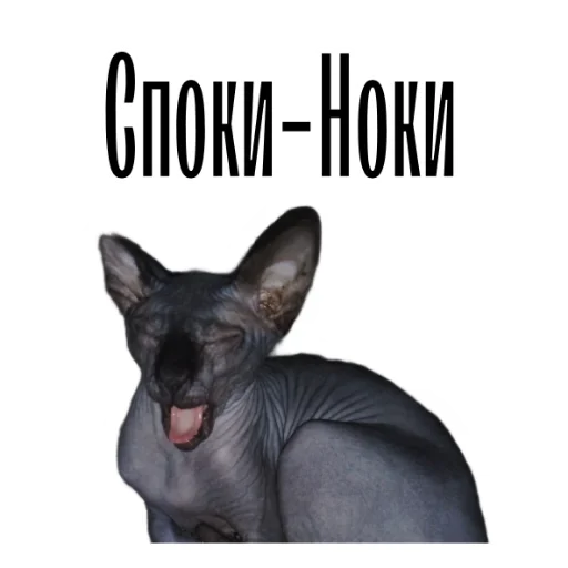 Telegram stiker «cat channel meow 2» 😴