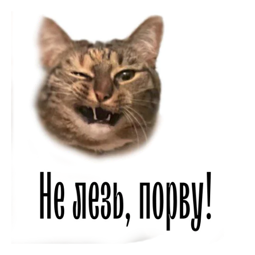 Telegram stiker «cat channel meow 2» 😠