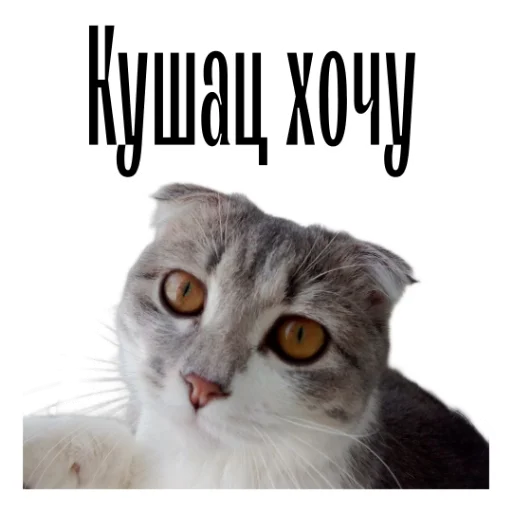 Telegram Sticker «cat channel meow 2» 🥹