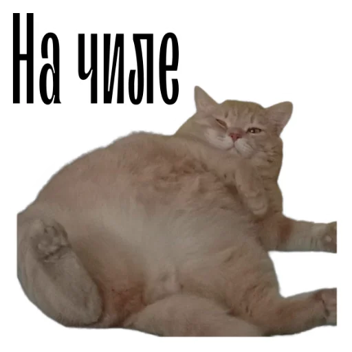 Telegram stiker «cat channel meow 2» 😏