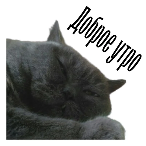 cat channel meow 2 stiker ☺️