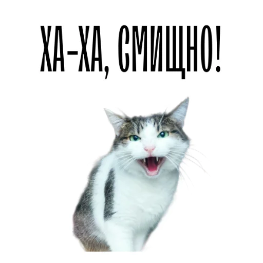 Стікер Telegram «cat channel meow 2» 😅