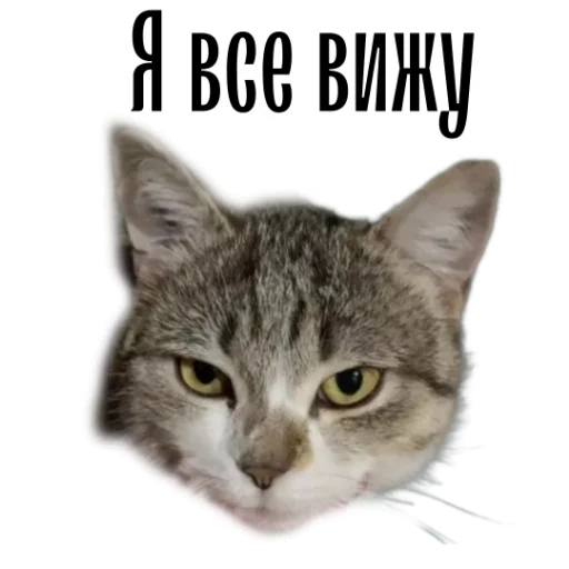 Стікер Telegram «cat channel meow 2» 😶